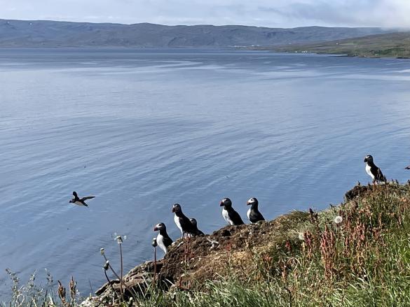 Puffins at Puffin Island, AKA Grímsey in Iceland.