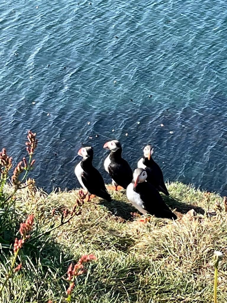 Puffins at the island of Grímsey