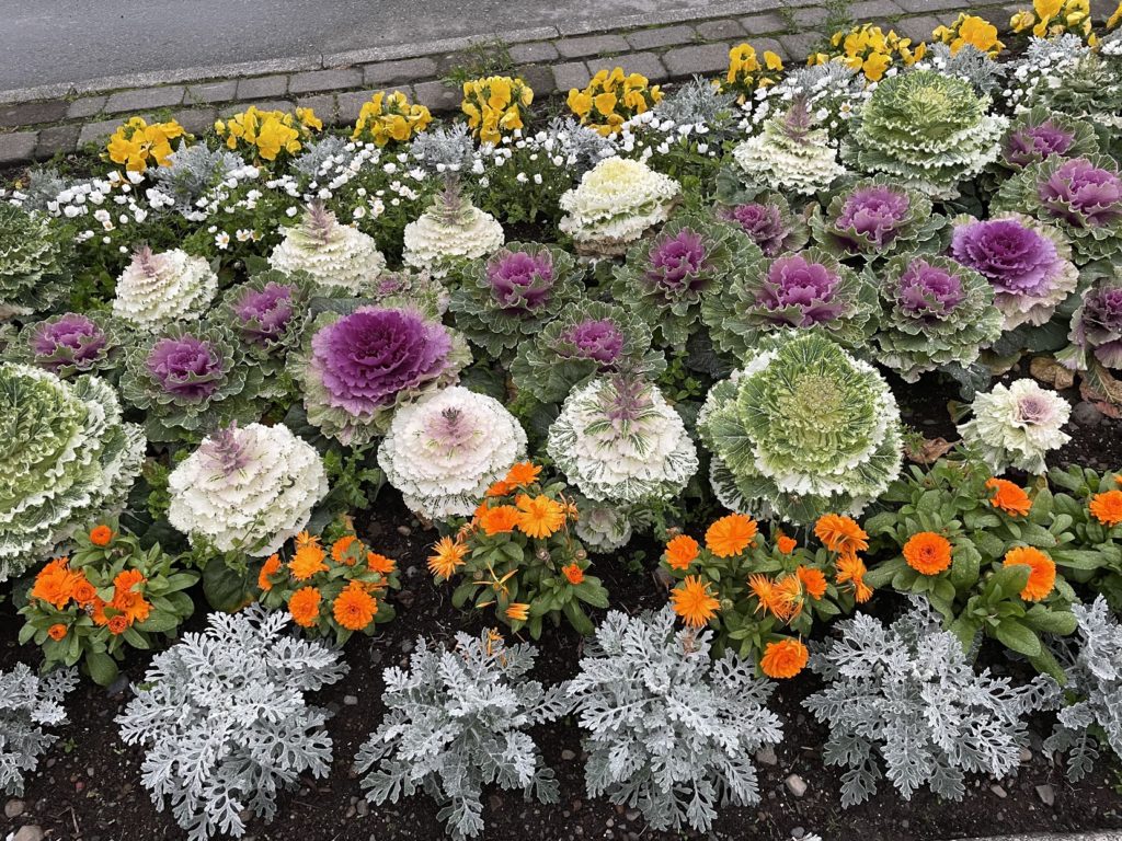 Pretty flowers in Ísafjörður