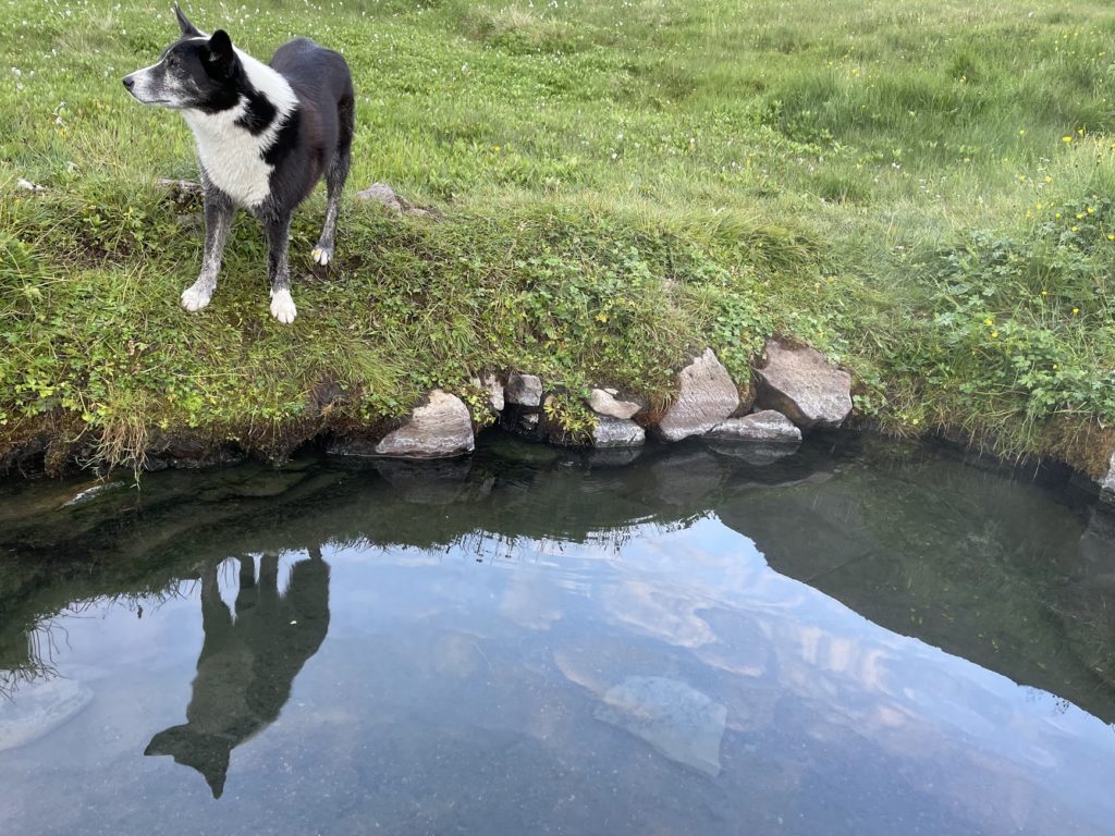 dog near a pool