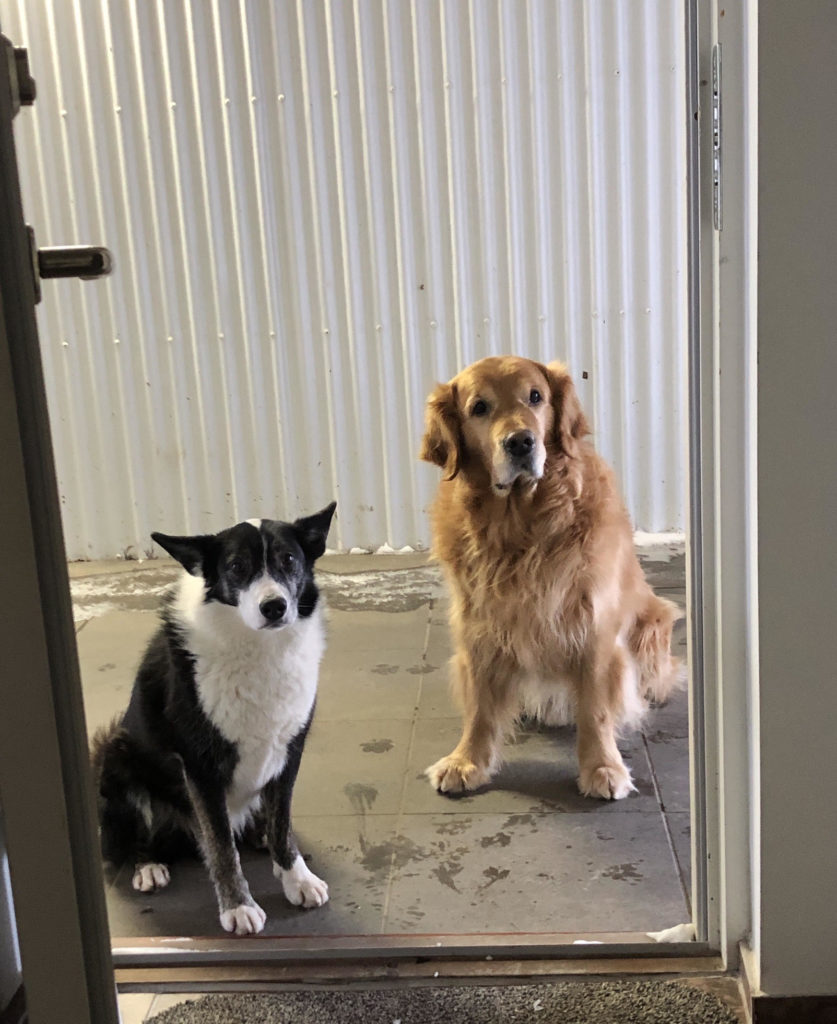 two dogs at heydalur hotel in Iceland