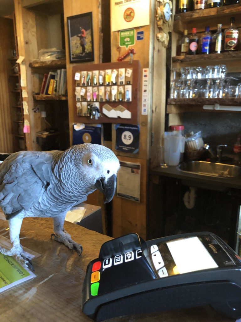 Parrot near a POS.