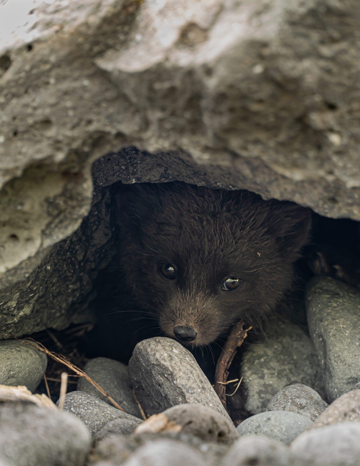 Little fox in the Westfjords.