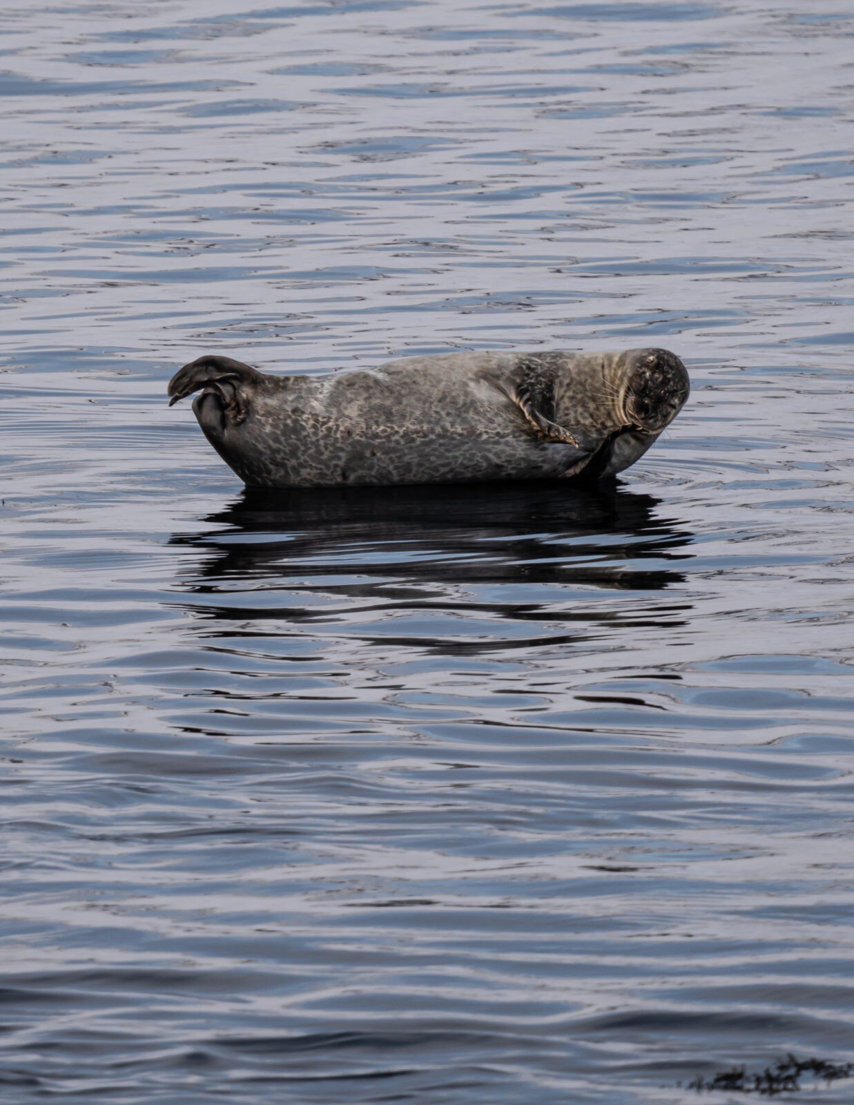 Seal in Iceland