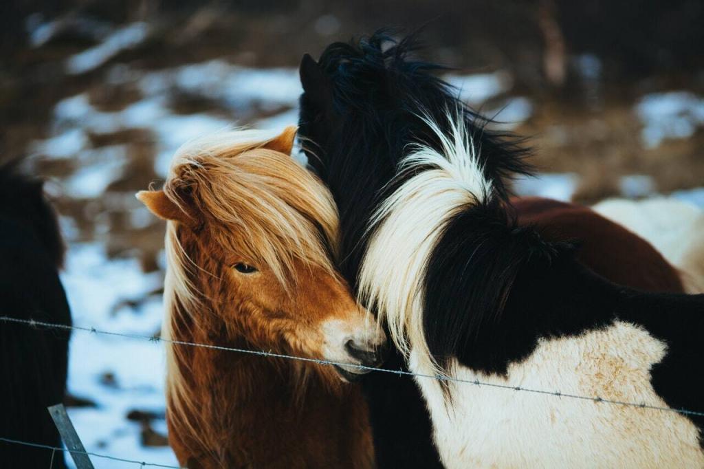 Icelandic horses.