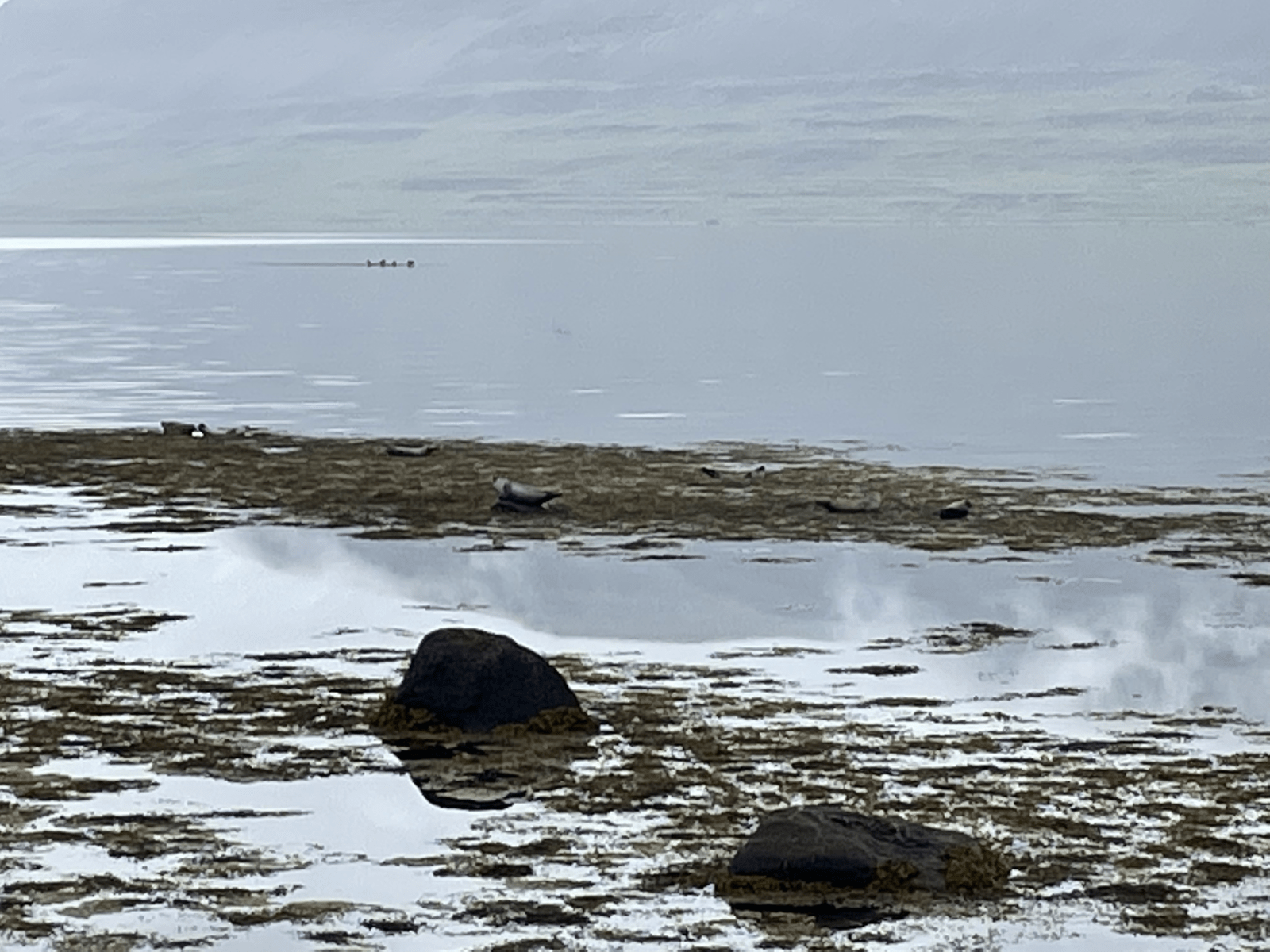 Seals at Hvitanes in the Westfjords.