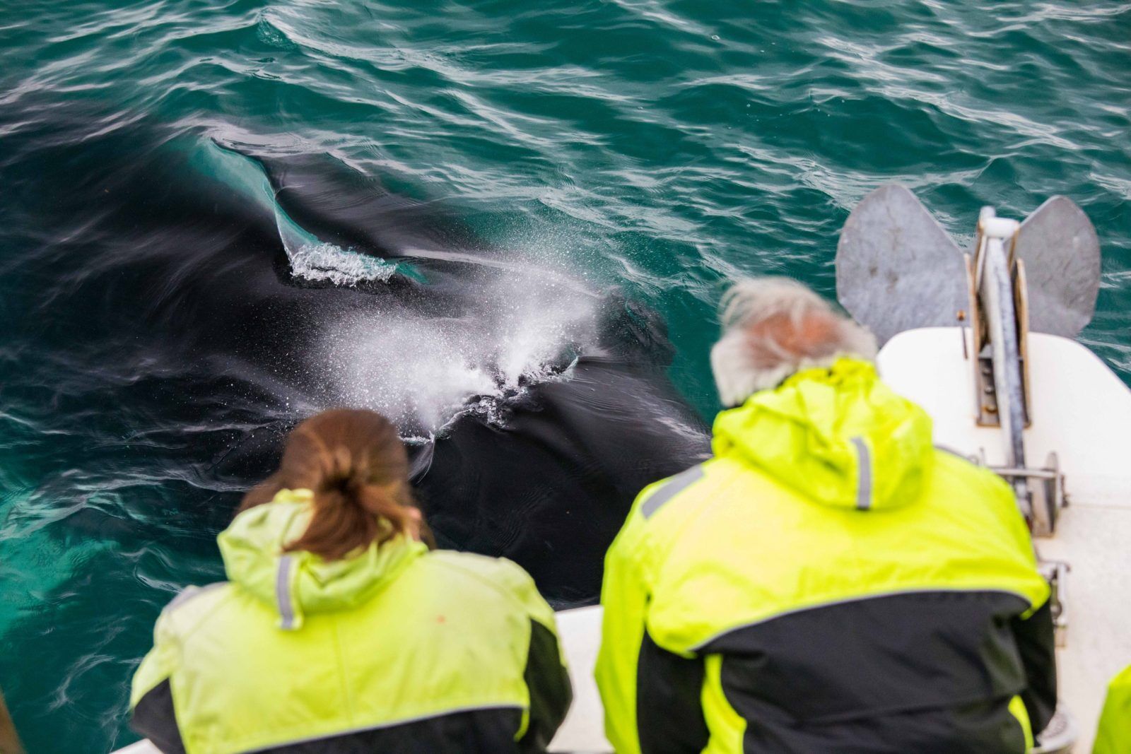 Getting close and personal with whales.