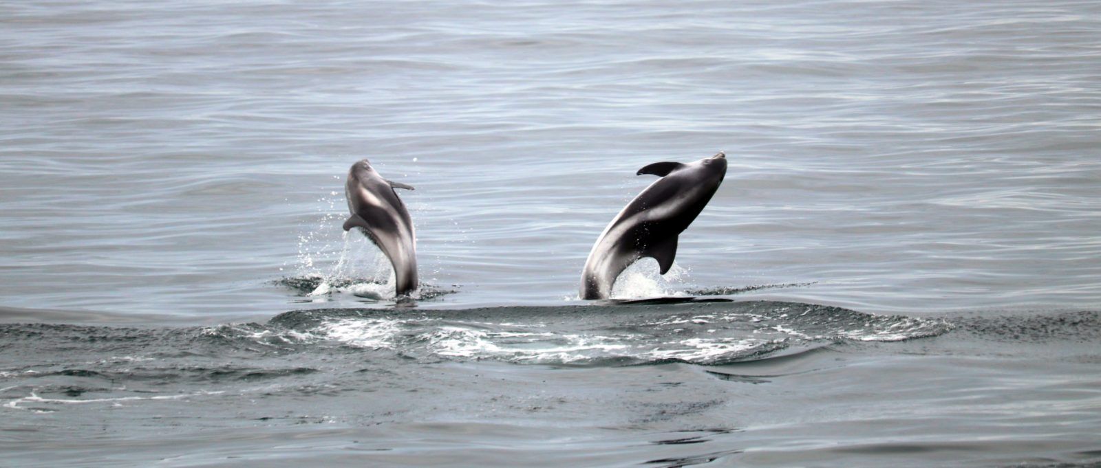 Jumping dolphins.