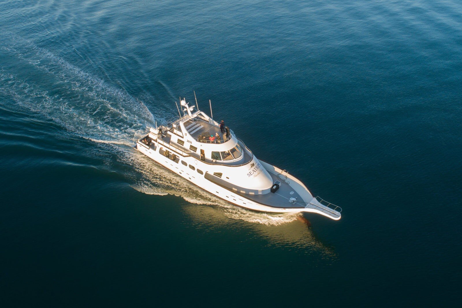 Whale watching on the yacht Amelia Rose