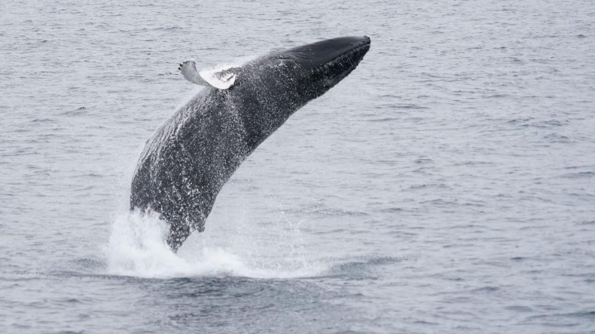 Go whale watching on a luxurious yacht or a rib boat with Sea Trips