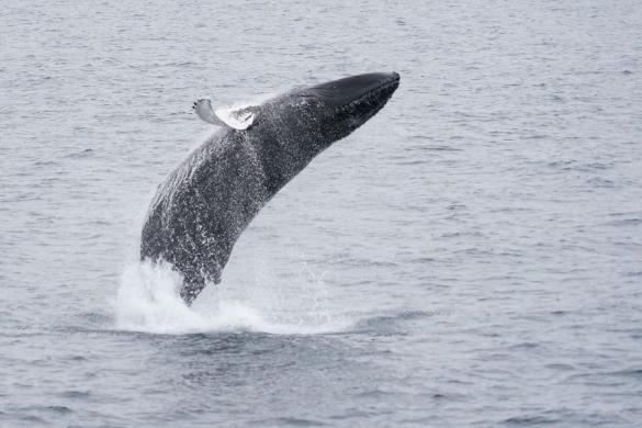 Whale watching can either be luxurious on a yacht or thrilling on a RIB boat