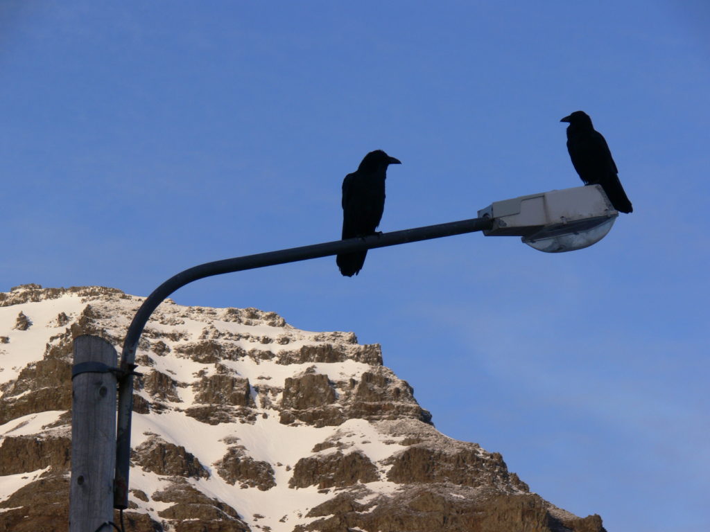 Ravens in the Westfjords of Iceland. Photo credit: Sarah Thomas.