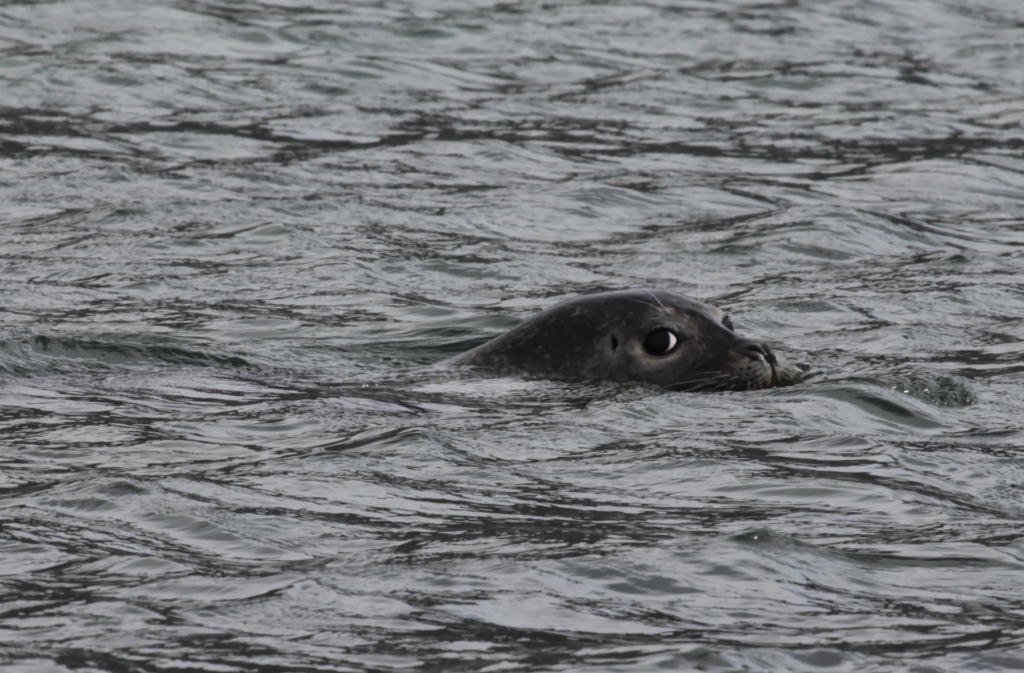 An Icelandic seal looks back at the photographer, who in this case is Norbert Pilberts.