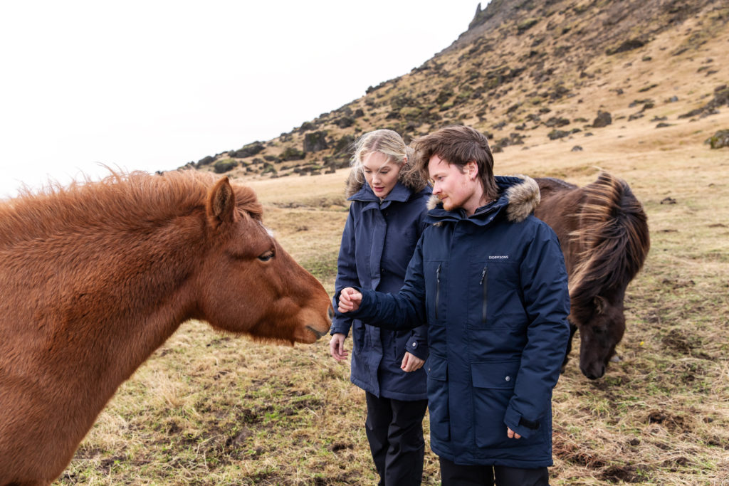 Couple feeds an Icelandic horse