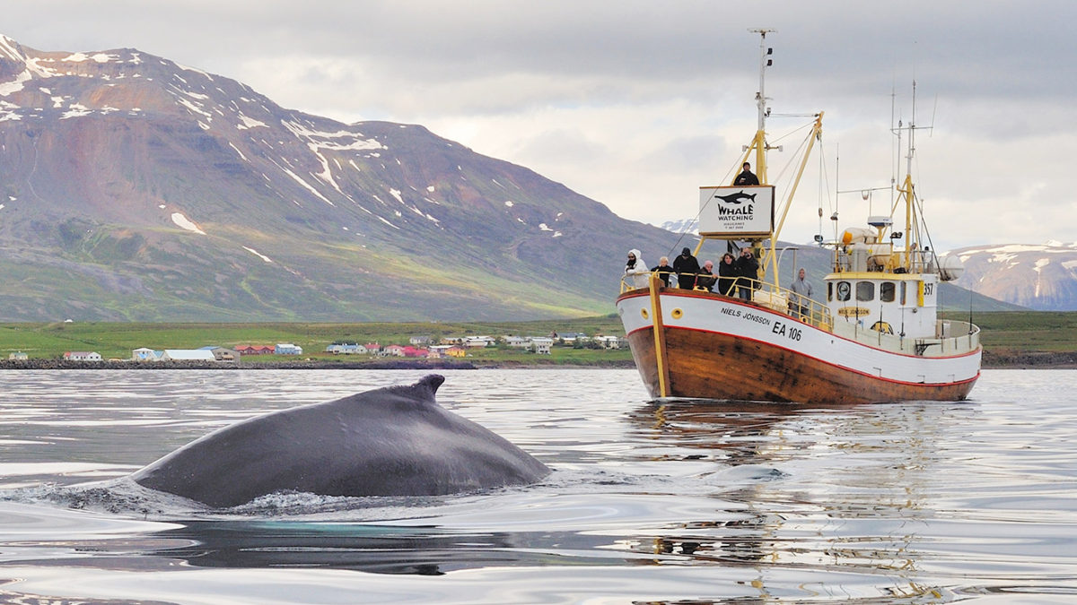 Get 15% off whale watching at Hauganes in northern Iceland
