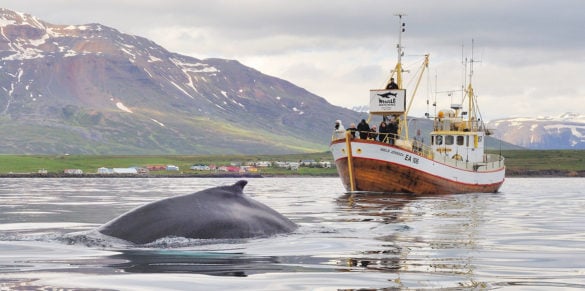 Head to northern Iceland and go whale watching at Hauganes near Akureyri.