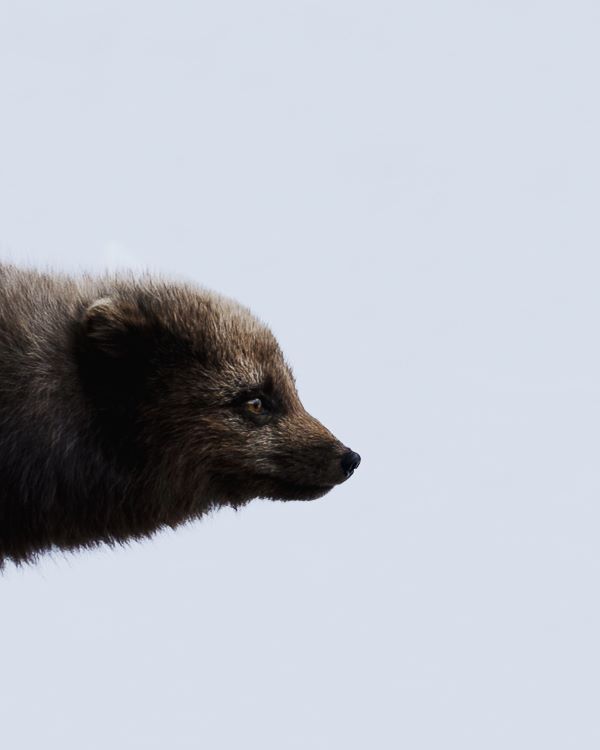 Arctic fox. Image by Eyrún Lydía.