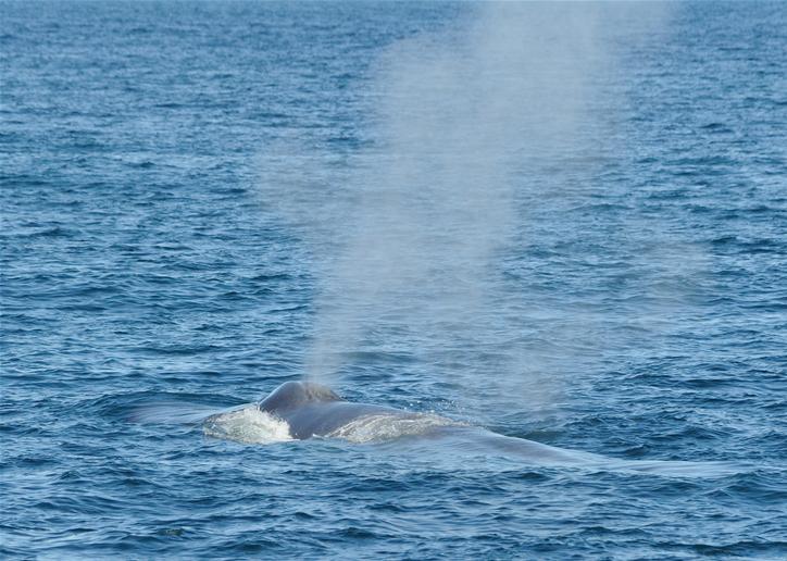 Blue whale blows.
