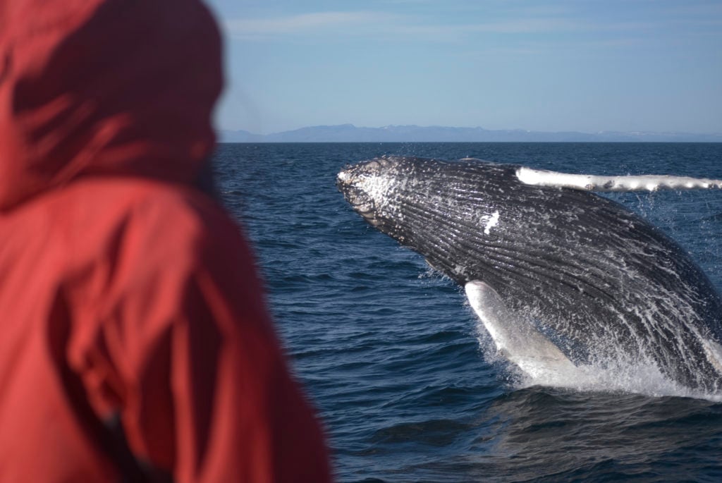 A lucky traveler sees a humpback whale emerge from the deep.