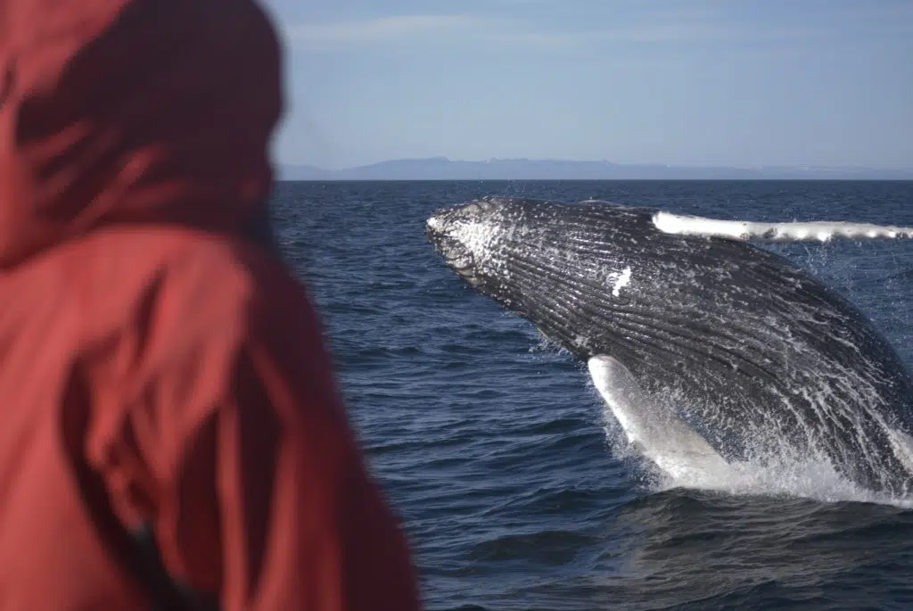 A lucky traveler sees a humpback whale emerge from the deep.