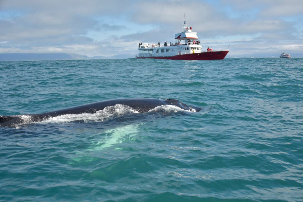 A boat from Elding and a big beautiful whale.