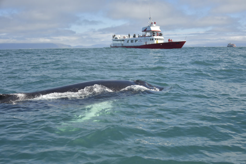 A boat from Elding and a big beautiful whale.