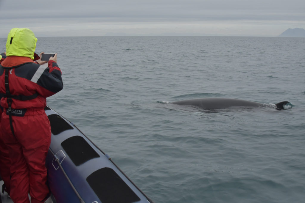 A photogenic whale shows off.