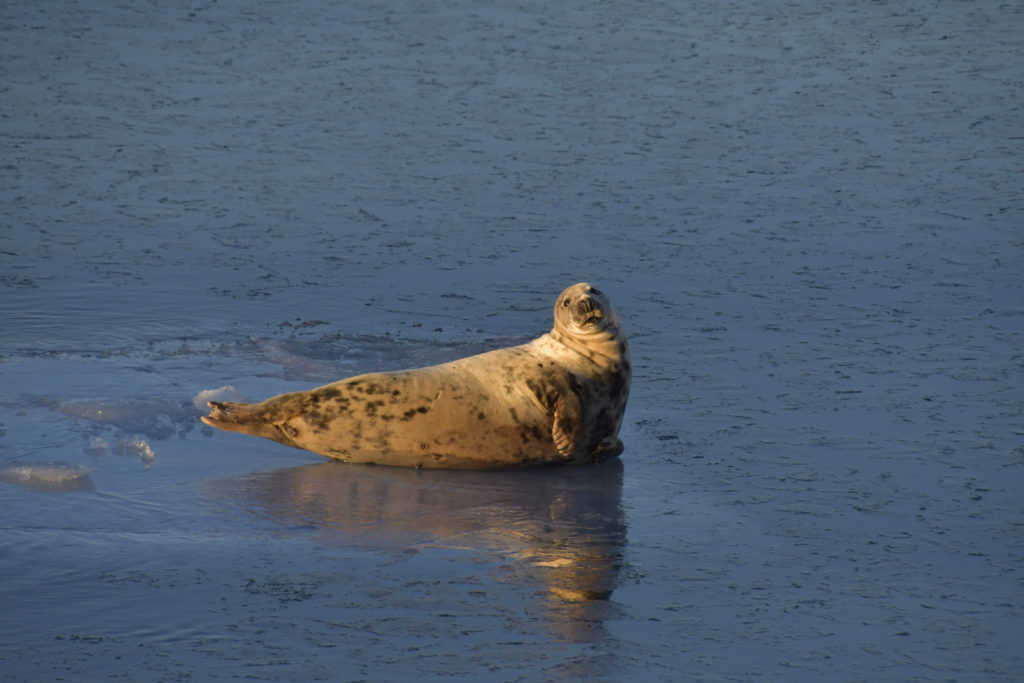 A seal in the waters near Reykjavik, Iceland