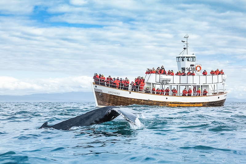 Lucky people see a beautiful whale.