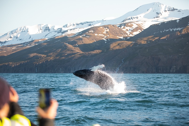 Catching the perfect shot of a breaching humpback whale. Photo by Ales Mucha.