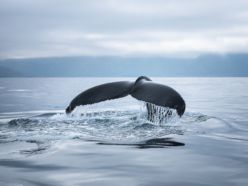 The majesty and beauty of whales. Photo by Ales Mucha.jpg
