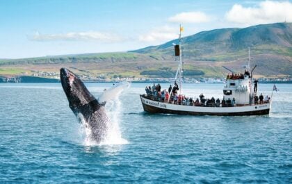 When you go whale watching in Iceland you have to be quick to catch when the whales appear.