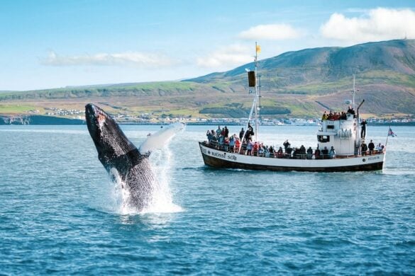 When you go whale watching in Iceland you have to be quick to catch when the whales appear.