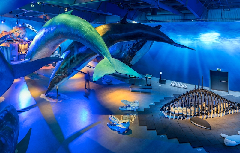 See the magnificence of the whales in the ocean around Iceland at the Whales of Iceland museum.