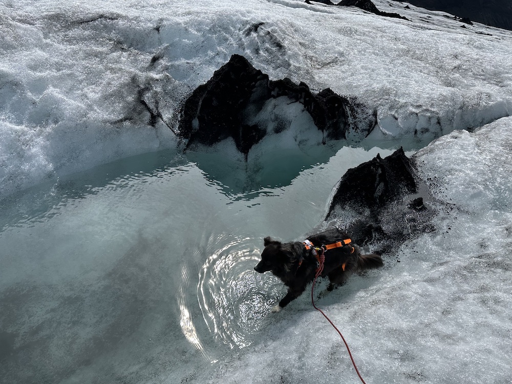 Very smart dog on a glacier cooling off in a meltwater pond.