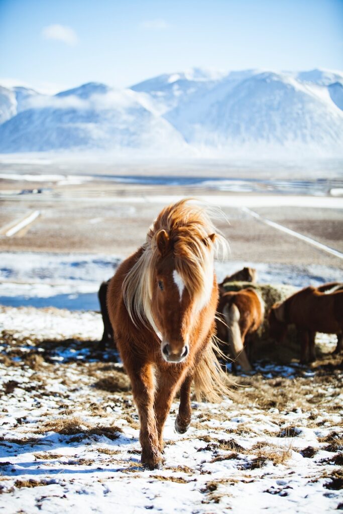 Icelandic horses are hardy and don't mind being out in winter.