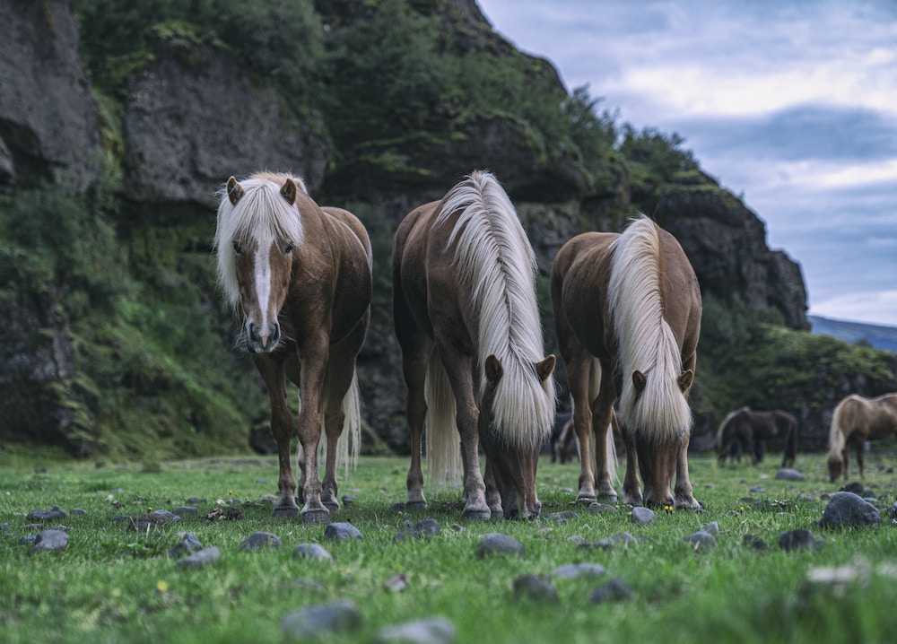 Icelandic horses.