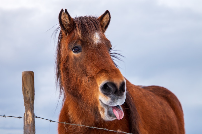 Who says Icelandic horses can't have fun?