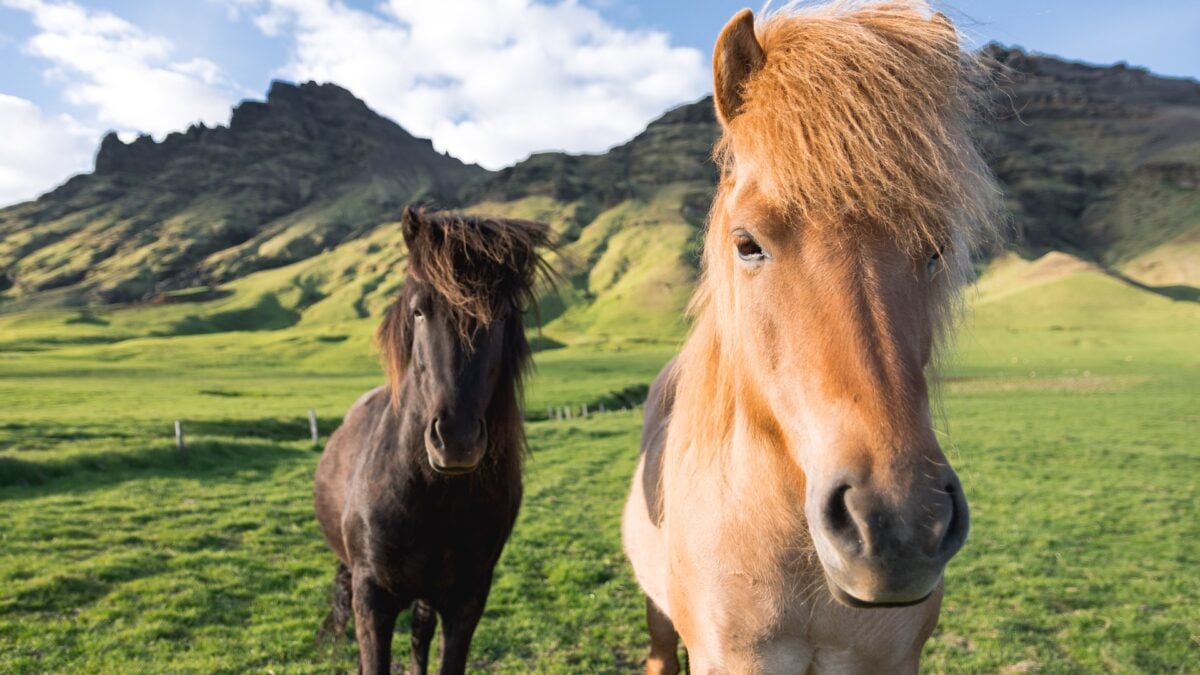Icelandic Horses: Guardians of an Ancient Legacy