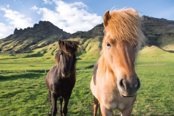 Icelandic horses.