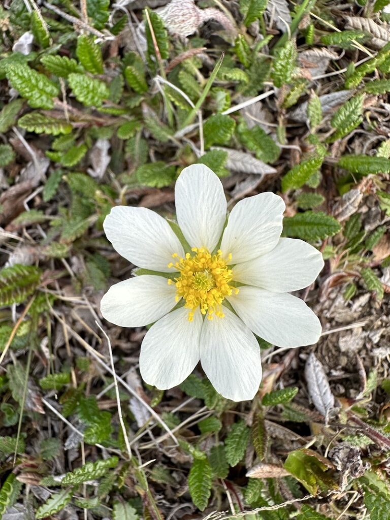 Holtasóley, or Dryas octopetala, is the national flower of Iceland.