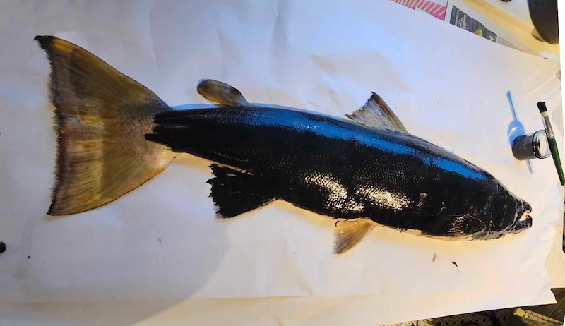 A salmon is painted and prepared for Gyotaku