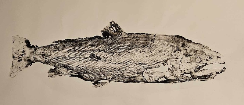 A fish print, Gyotaku of an Icelandic salmon by Guðmundur Atli Ásgeirsson.