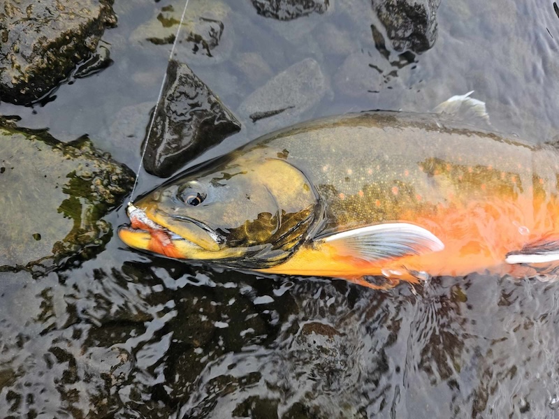 An Icelandic salmon.
