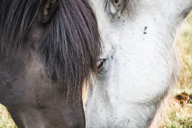 Two Icelandic horses, cheek to cheek.