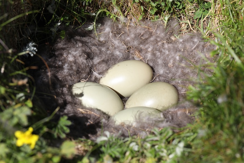 Eider eggs in a nest with eiderdown in Iceland.