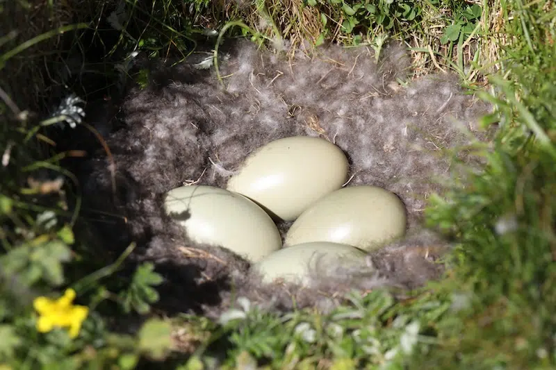 Eider eggs in a nest with eiderdown in Iceland.