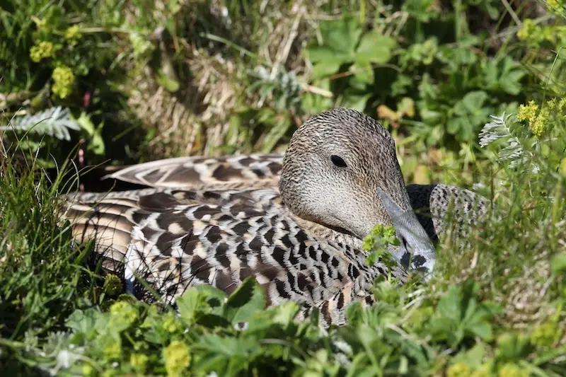 Eider lying on a nest in Iceland