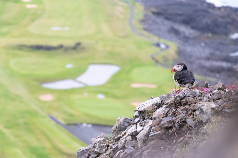 Puffin in the Westman Islands.