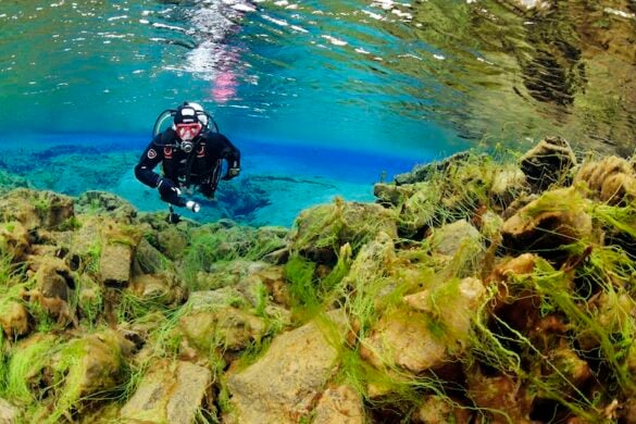 A man is snorkeling and diving in the Silfra crevice in Iceland